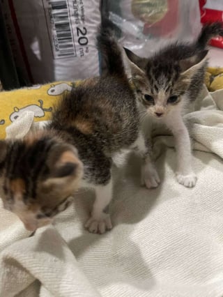Illustration de l'article : La gérante d'un magasin aide des chatons abandonnés dans un carton « à prendre le nouveau départ qu’ils méritent » (vidéo)