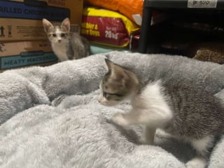 Illustration de l'article : La gérante d'un magasin aide des chatons abandonnés dans un carton « à prendre le nouveau départ qu’ils méritent » (vidéo)