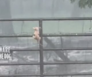 Illustration de l'article : Prête à tout pour aider un chaton en détresse, une femme au grand cœur n’hésite pas à braver une tempête pour le mettre à l’abri (vidéo)
