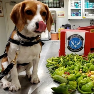 Illustration de l'article : Frappé à l’aéroport après avoir détecté des produits interdits, un chien des douanes a eu une réaction qui force le respect