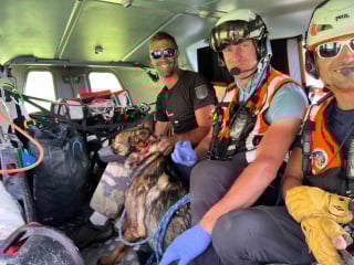 Illustration de l'article : Un berger sent une odeur étrange en montagne, il découvre 2 Malinois affamés dans une cabane et les met hors de danger