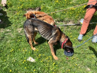 Illustration de l'article : Un berger sent une odeur étrange en montagne, il découvre 2 Malinois affamés dans une cabane et les met hors de danger