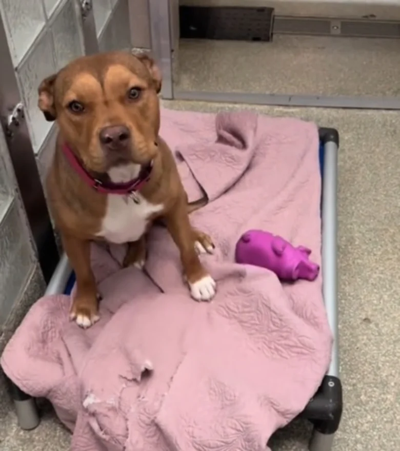 Illustration de l'article : Cette chienne trouve enfin son foyer pour la vie et dit au revoir à ses bienfaiteurs après avoir passé plus de 240 jours au refuge (vidéo)