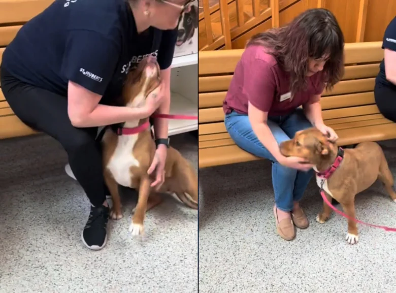 Illustration de l'article : Cette chienne trouve enfin son foyer pour la vie et dit au revoir à ses bienfaiteurs après avoir passé plus de 240 jours au refuge (vidéo)