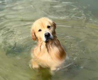Illustration de l'article : Ce chien méthodique et patient impressionne par son talent de pêcheur de crustacés hors pair (vidéo)