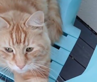 Illustration de l'article : En le caressant sur sa terrasse, une femme comprend soudain que son chat mène une double vie (vidéo)