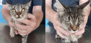 Illustration de l'article : Au petit matin, elle découvre que des individus masqués ont abandonné 7 chatons devant sa clinique, un acte qui provoque la colère des associations