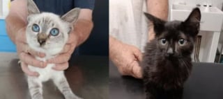 Illustration de l'article : Au petit matin, elle découvre que des individus masqués ont abandonné 7 chatons devant sa clinique, un acte qui provoque la colère des associations