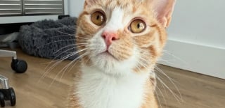 Illustration de l'article : Il errait dans le métro avec une patte blessée, aujourd’hui ce chat savoure la douceur d’un foyer
