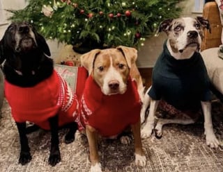 Illustration de l'article : En visitant sa future maison, une femme découvre avec stupeur que les anciens propriétaires ont abandonné leur chien de 10 ans dans le jardin (vidéo)