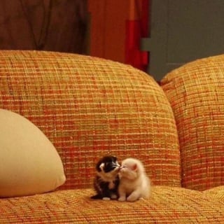 Illustration de l'article : 20 photos adorables qui vont vous faire fondre en un clin d’oeil
