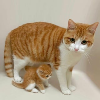 Illustration de l'article : 20 photos adorables qui vont vous faire fondre en un clin d’oeil