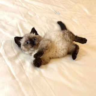 Illustration de l'article : 20 photos adorables qui vont vous faire fondre en un clin d’oeil