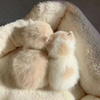 Illustration de l'article : 20 photos adorables qui vont vous faire fondre en un clin d’oeil