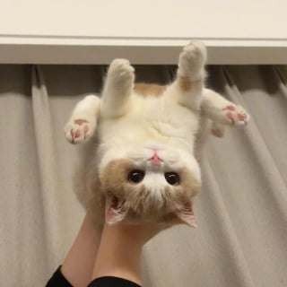 Illustration de l'article : 20 photos adorables qui vont vous faire fondre en un clin d’oeil