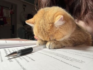 Illustration de l'article : 20 photos adorables qui vont vous faire fondre en un clin d’oeil
