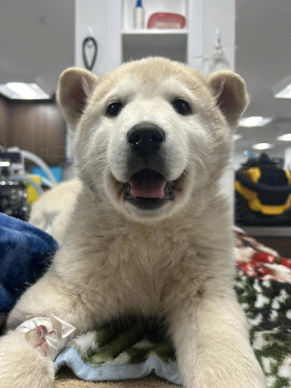 Illustration de l'article : Un chiot reçoit le nom de Miracle après avoir été blessé par son propriétaire et laissé sans soins dans le froid