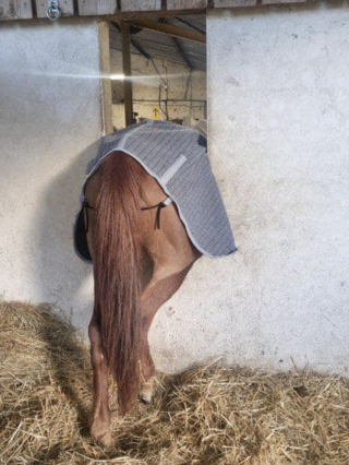 Illustration de l'article : Des pompiers assurent le sauvetage insolite d’un cheval bloqué dans l’encadrement d’une fenêtre 