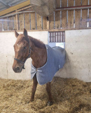 Illustration de l'article : Des pompiers assurent le sauvetage insolite d’un cheval bloqué dans l’encadrement d’une fenêtre 