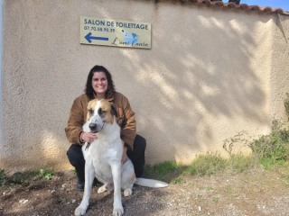 Illustration de l'article : Une femme et sa fille aperçoivent un chien abandonné dans les vignes avec un sac et décident de lui venir en aide