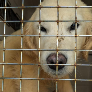 Illustration de l'article : Association et gendarmerie portent secours à 85 chiens privés de tout chez un éleveur qui poursuivait son activité malgré une interdiction