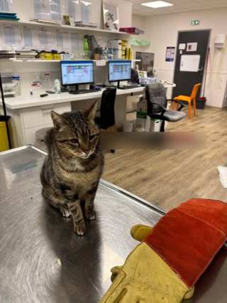 Illustration de l'article : Un chat sauvé in extremis par un pompier et un vétérinaire après avoir reçu une flèche d'arbalète en plein cou