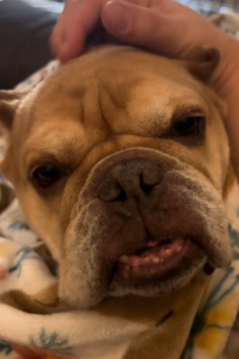 Illustration de l'article : Autrefois uniquement destinée à la reproduction, cette chienne profite désormais d’une nouvelle vie au sein d’un foyer aimant