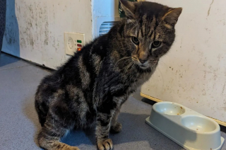 Illustration de l'article : Un chat de 17 ans prend un nouveau départ dans un foyer aimant après que sa propriétaire négligente a été condamnée