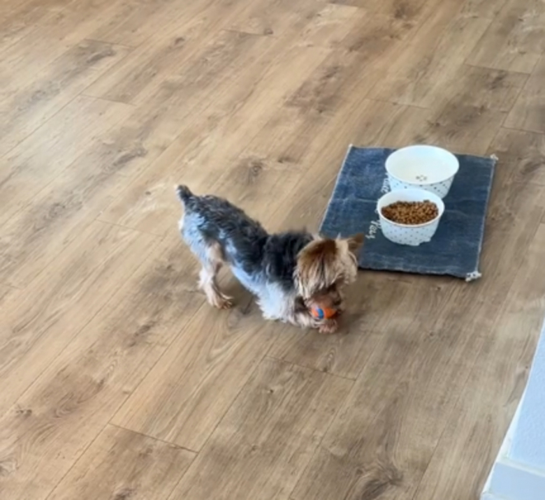 Illustration de l'article : Un Yorkshire prénommé Godzilla est le plus heureux des chiens lorsque son maître retrouve enfin le jouet qu’il avait perdu (vidéo)