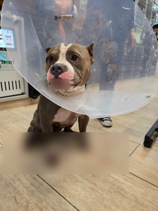 Illustration de l'article : Un chien est secouru de justesse par un automobiliste alors qu'un "éducateur canin" le traînait derrière son véhicule