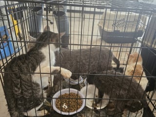 Illustration de l'article : Un passant alarmé par des miaulements et une forte odeur met un terme au calvaire de 53 chats confinés 