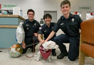 Illustration de l'article : Après un incendie dévastateur, une très jeune chienne se remet doucement mais sûrement d’un état de santé préoccupant
