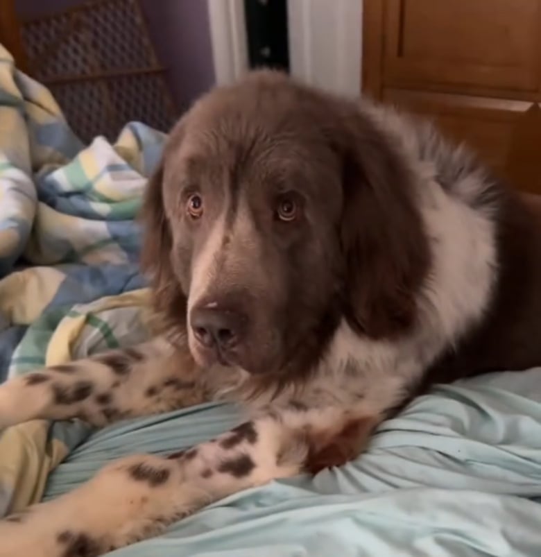 Illustration de l'article : Cette femme est prête à faire preuve d’une grande patience pour aider son chien à surmonter ses traumatismes (vidéo)