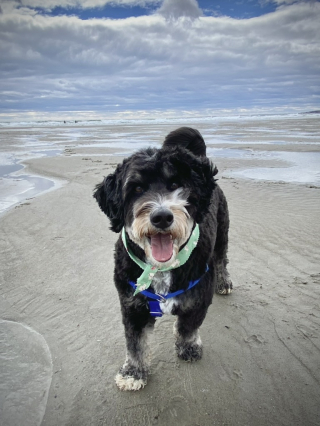 Illustration de l'article : La promenade préférée d’un chien prend une tournure inattendue à cause d'un chauffard