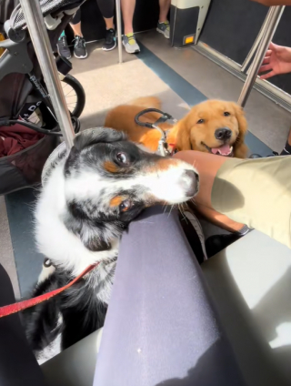 Illustration de l'article : Ce chien d’assistance intelligent court chercher des choses utiles pour aider sa maîtresse à éteindre un feu (vidéo) 