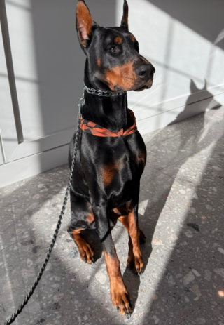 Illustration de l'article : Après le malaise d'un senior, un chien aboie plus d'une heure devant sa maison pour obtenir de l'aide (vidéo) 