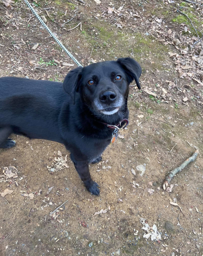 Illustration de l'article : Une chienne senior, ramenée 3 fois au refuge, attendait sa famille pour la vie jusqu’à ce qu’un adoptant lui offre enfin sa chance 