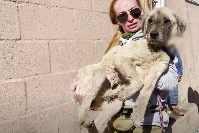 Illustration de l'article : Ce chien a dormi dehors pendant 3 ans avant d’être sauvé et de voir sa vie et son apparence métamorphosées (vidéo)