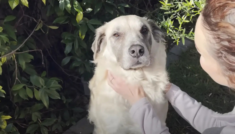 Illustration de l'article : Ce chien a dormi dehors pendant 3 ans avant d’être sauvé et de voir sa vie et son apparence métamorphosées (vidéo)
