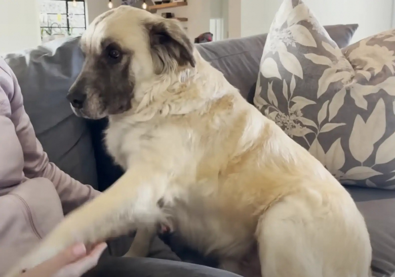 Illustration de l'article : Ce chien a dormi dehors pendant 3 ans avant d’être sauvé et de voir sa vie et son apparence métamorphosées (vidéo)