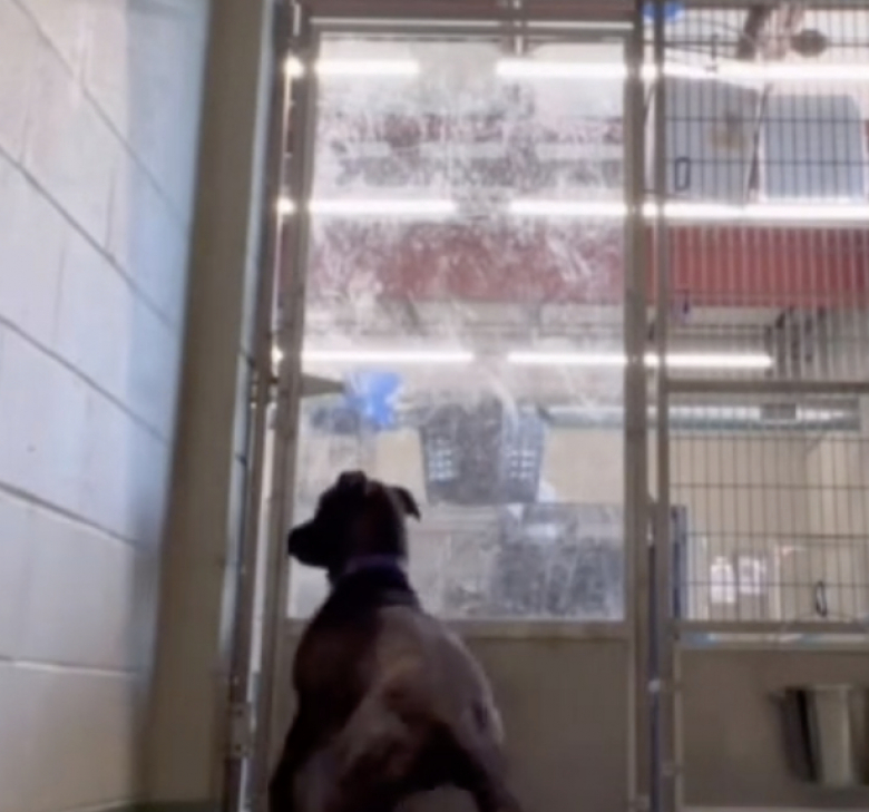 Illustration de l'article : Après plus de 700 jours passés en refuge, ce chien perdait espoir d’être un jour adopté, mais une bonne nouvelle l’attendait