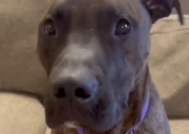 Illustration de l'article : Après plus de 700 jours passés en refuge, ce chien perdait espoir d’être un jour adopté, mais une bonne nouvelle l’attendait