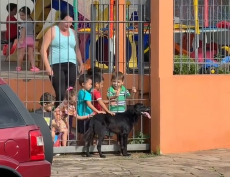 Illustration de l'article : Ce chien errant rend tous les jours visite aux enfants d&rsquo;une &eacute;cole maternelle et leur enseigne l&rsquo;amour et l&rsquo;empathie (vid&eacute;o)