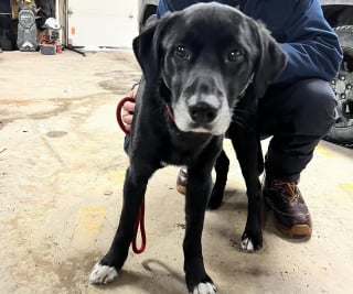 Illustration de l'article : Un chien errant seul dans la neige mobilise un groupe de bons samaritains et se sent enfin "prêt à être aidé" après 5 jours de cavale