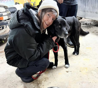 Illustration de l'article : Un chien errant seul dans la neige mobilise un groupe de bons samaritains et se sent enfin "prêt à être aidé" après 5 jours de cavale