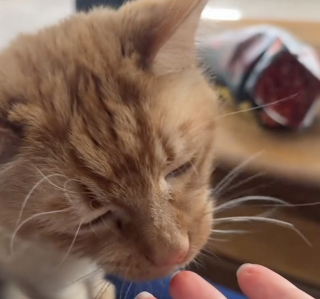 Illustration de l'article : Un chat entreprend de goûter l’aliment épicé que mange sa maîtresse et fait part de son dégoût en lui donnant des coups de pattes (vidéo)
