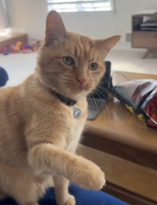 Illustration de l'article : Un chat entreprend de goûter l’aliment épicé que mange sa maîtresse et fait part de son dégoût en lui donnant des coups de pattes (vidéo)