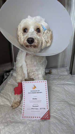 Illustration de l'article : Donné perdu par les vétérinaires, ce chien a survécu deux fois à des maladies graves