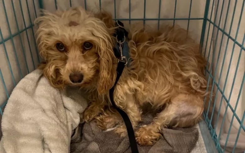 Illustration de l'article : Ce couple se rappelle le moment précis où il a compris que leur chien resterait avec eux pour toujours (vidéo)