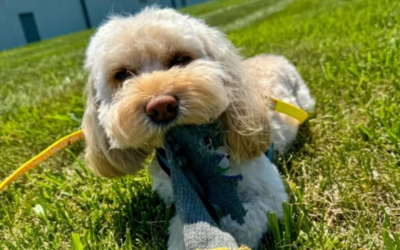 Illustration de l'article : Ce couple se rappelle le moment précis où il a compris que leur chien resterait avec eux pour toujours (vidéo)